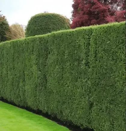 Neatly trimmed hedge in Royal Tunbridge Wells